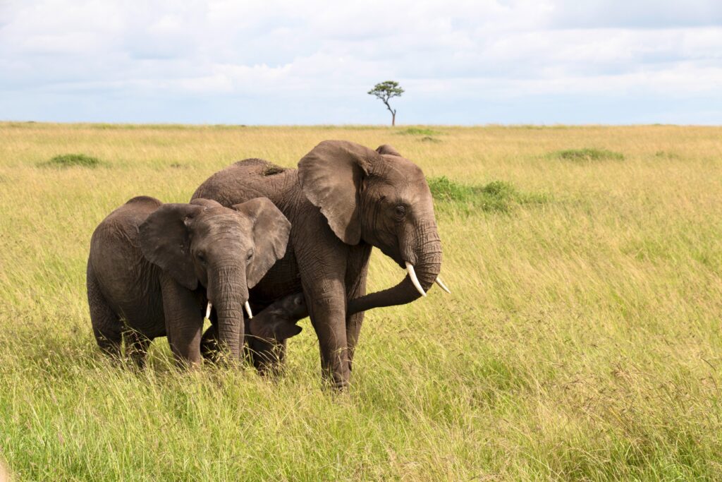 Elephant herd walking together